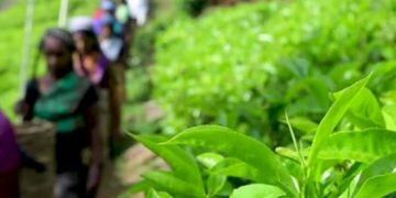 Tea in Sri Lanka