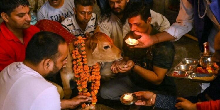 India tried to rebrand Valentine’s Day as ‘Cow Hug Day’ but it backfired