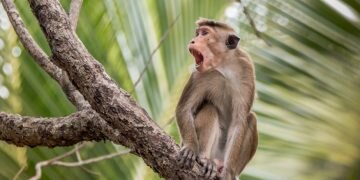 Plan to export Sri Lankan monkeys to China faces opposition