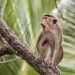 Plan to export Sri Lankan monkeys to China faces opposition