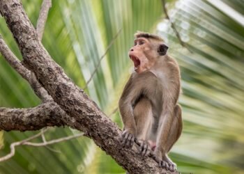 Global animal rights groups condemn the proposed mass sale of monkeys to China