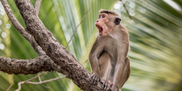 Global animal rights groups condemn the proposed mass sale of monkeys to China