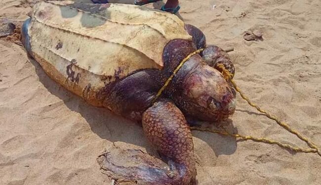 Giant leatherback sea turtle washes up on Panadura beach