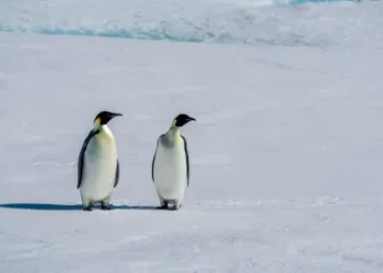 Thousands of penguin chicks killed by early sea ice break up