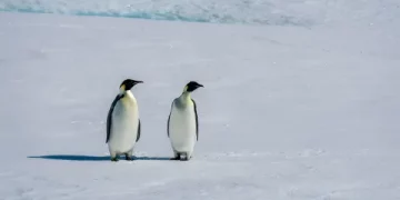 Thousands of penguin chicks killed by early sea ice break up