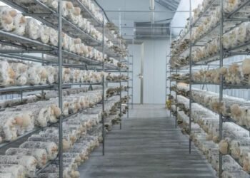 Below Farm is growing mushrooms in Abu Dhabi. Image credits - Below Farm