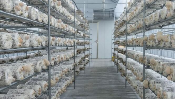 Below Farm is growing mushrooms in Abu Dhabi. Image credits - Below Farm