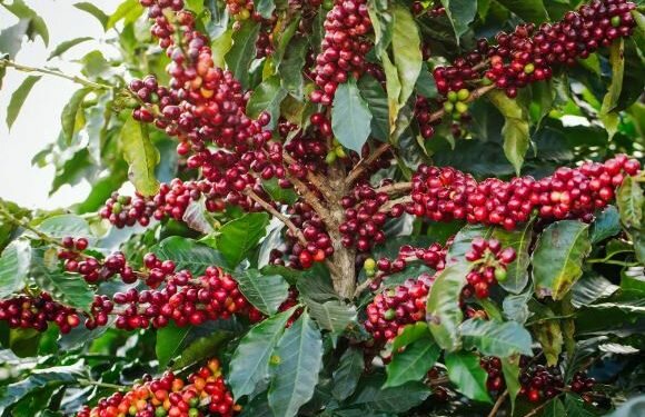 A coffee tree in Hacienda Alsacia. Image credits - Joshua Trujillo/Starbucks