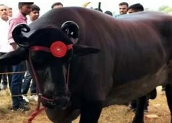 Indian buffalo that is worth two Rolls Royce cars