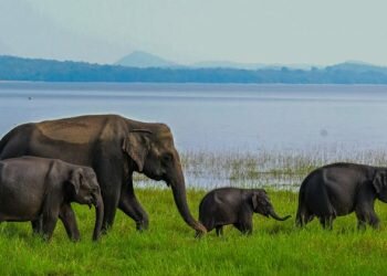 Why Sri Lanka is the world’s most underrated safari destination